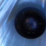 Black_pearl_and_his_shell